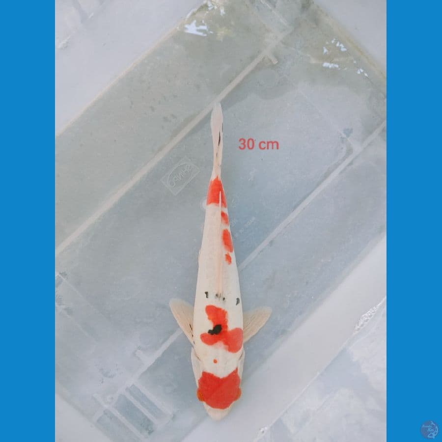 SANKE DOIT 30 CM