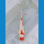 SANKE DOIT 30 CM