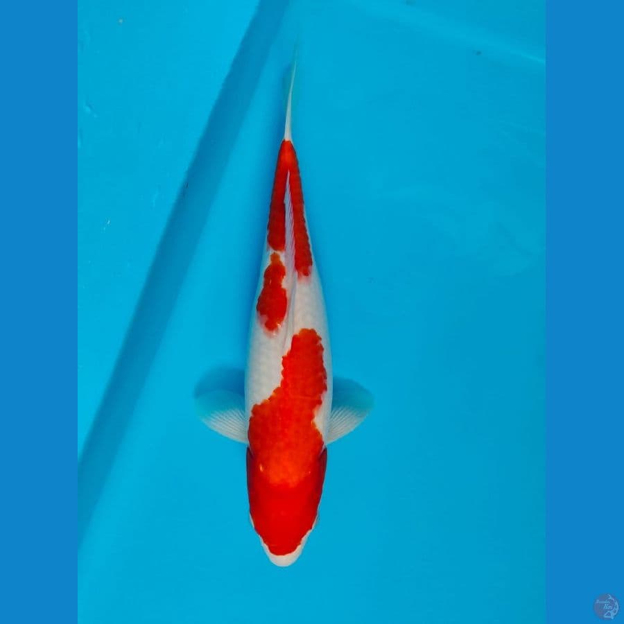 kohaku 34cm 