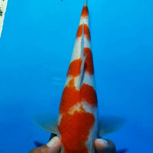 Kohaku 4