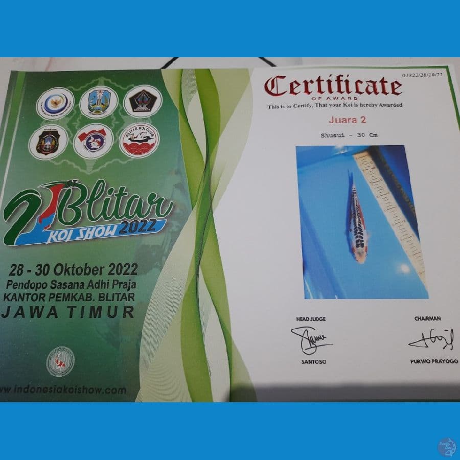 30cm Juara 2 piala presiden