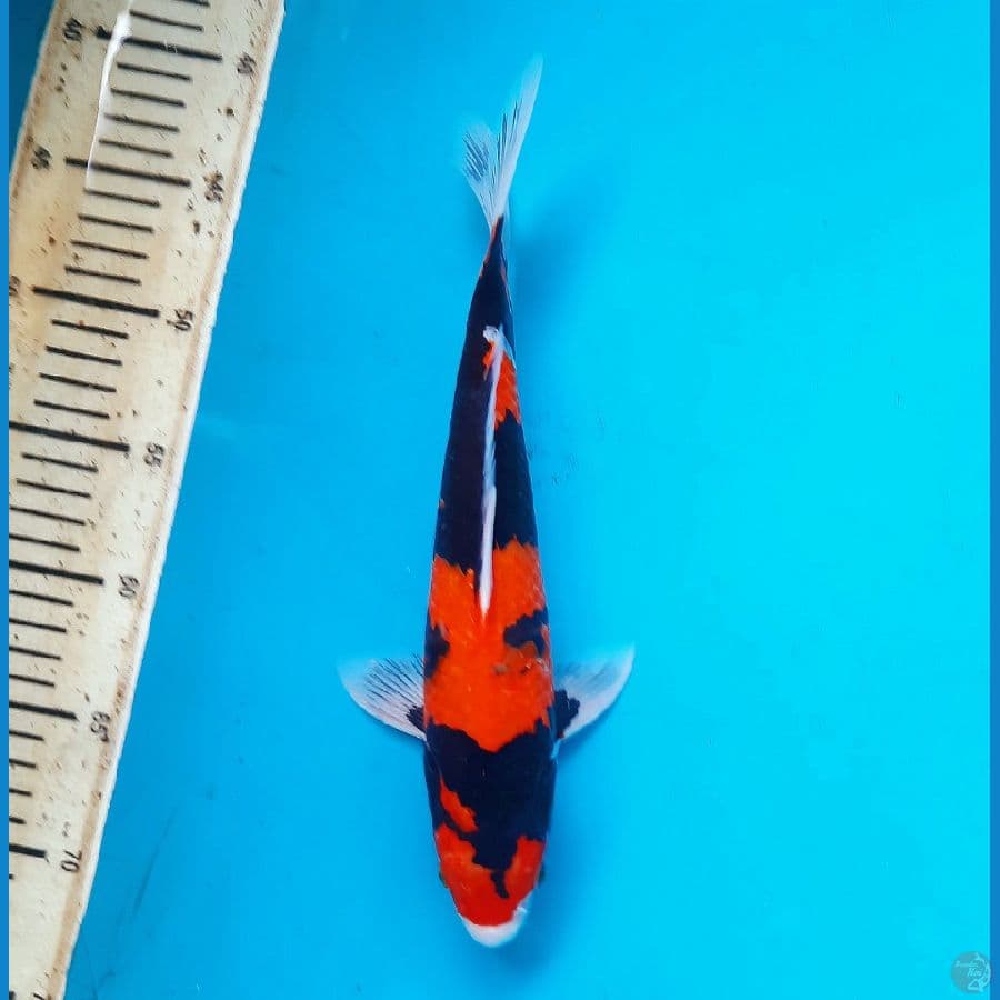 Super Hi showa 30cm