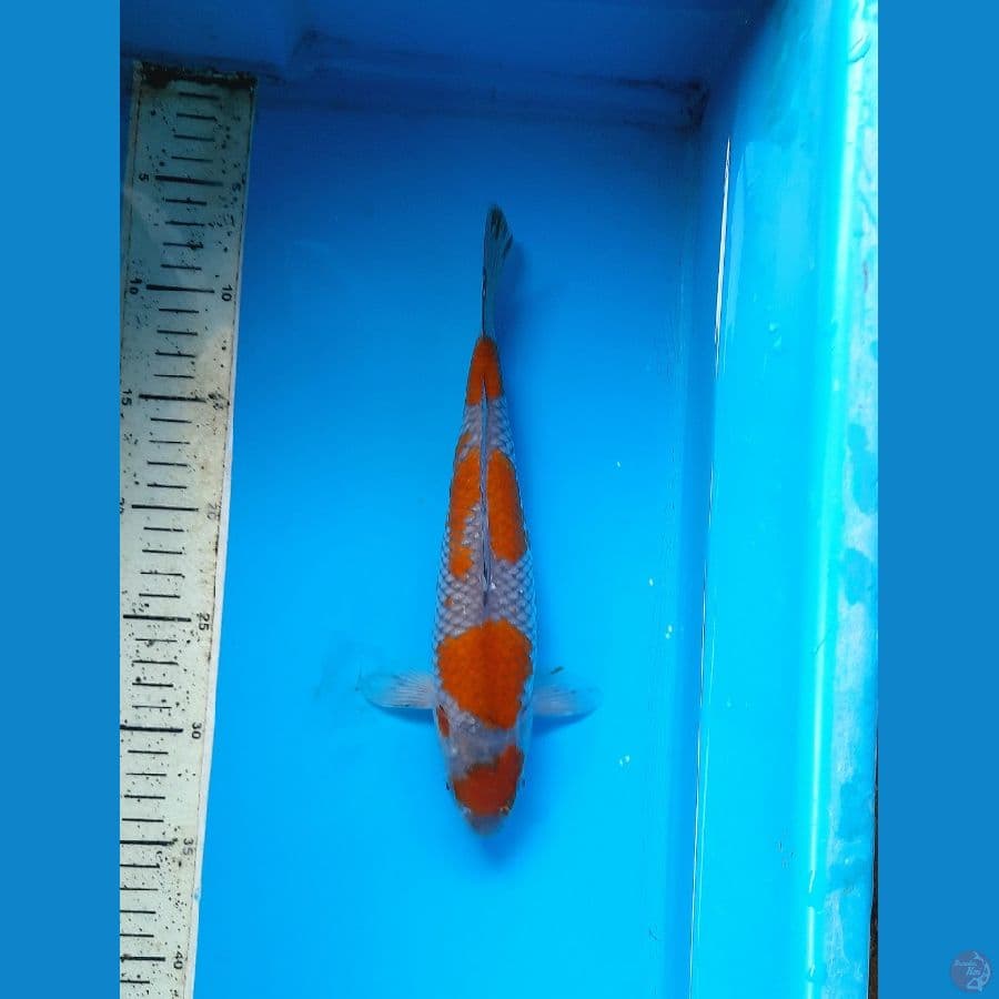 SQ maruten ochiba 27cm 