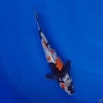 Koi Import Jepang Ginrin Showa (Sertifikat Dainichi) 29cm Super