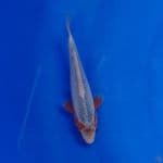 Koi Import Jepang Asagi (Sertifikat Tanaka) 22cm Super