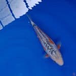 Koi Import Jepang Shusui (Sertifikat Yamaju) 29cm Super