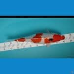 induk showa 42 cm bawa telur