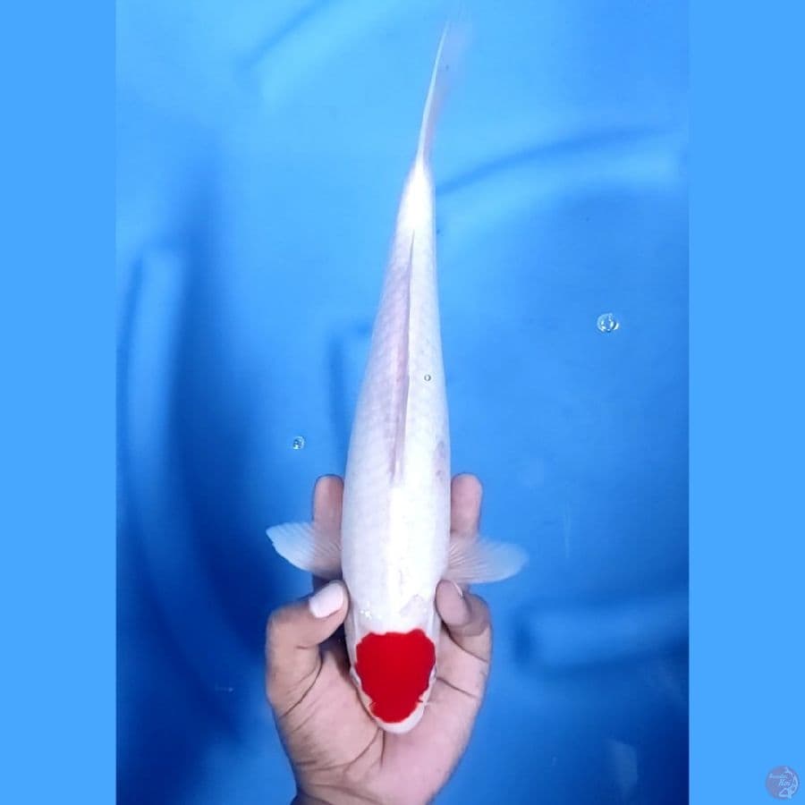 32CM # TANCHO KOHAKU - MALE