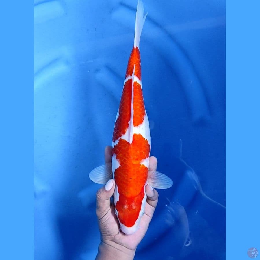 38CM # AI KOROMO - F