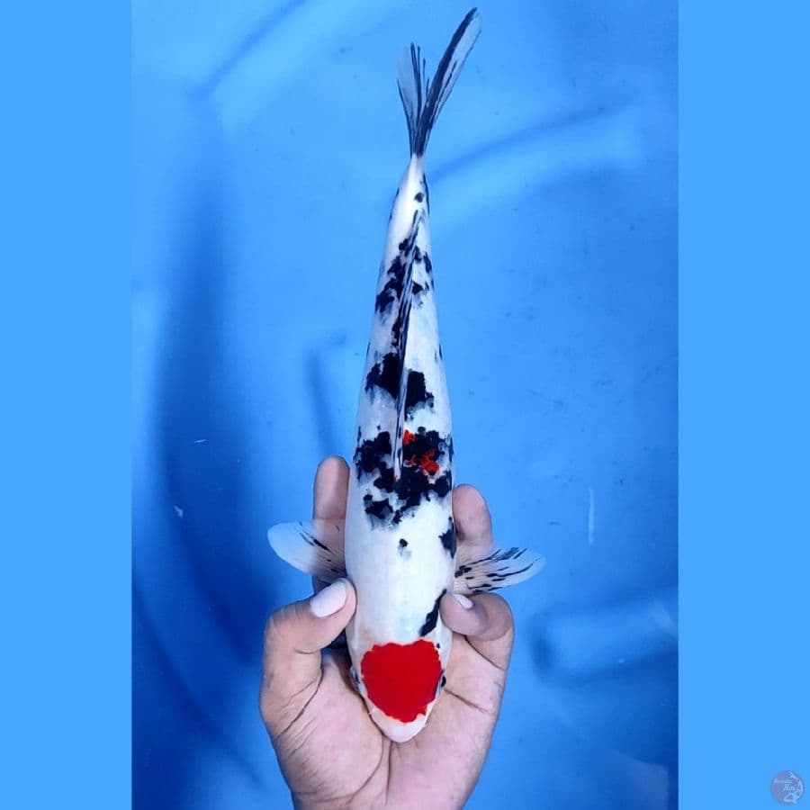 30CM # ORIGINAL SANKE - M
