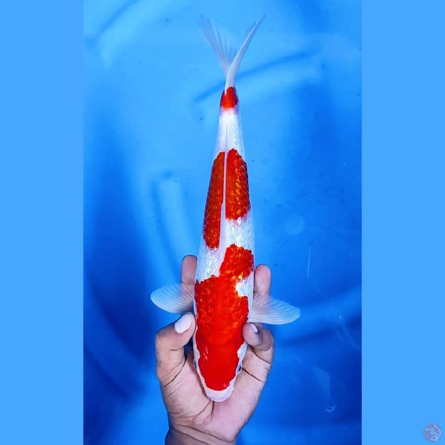 32CM # KOHAKU GINRIN - F