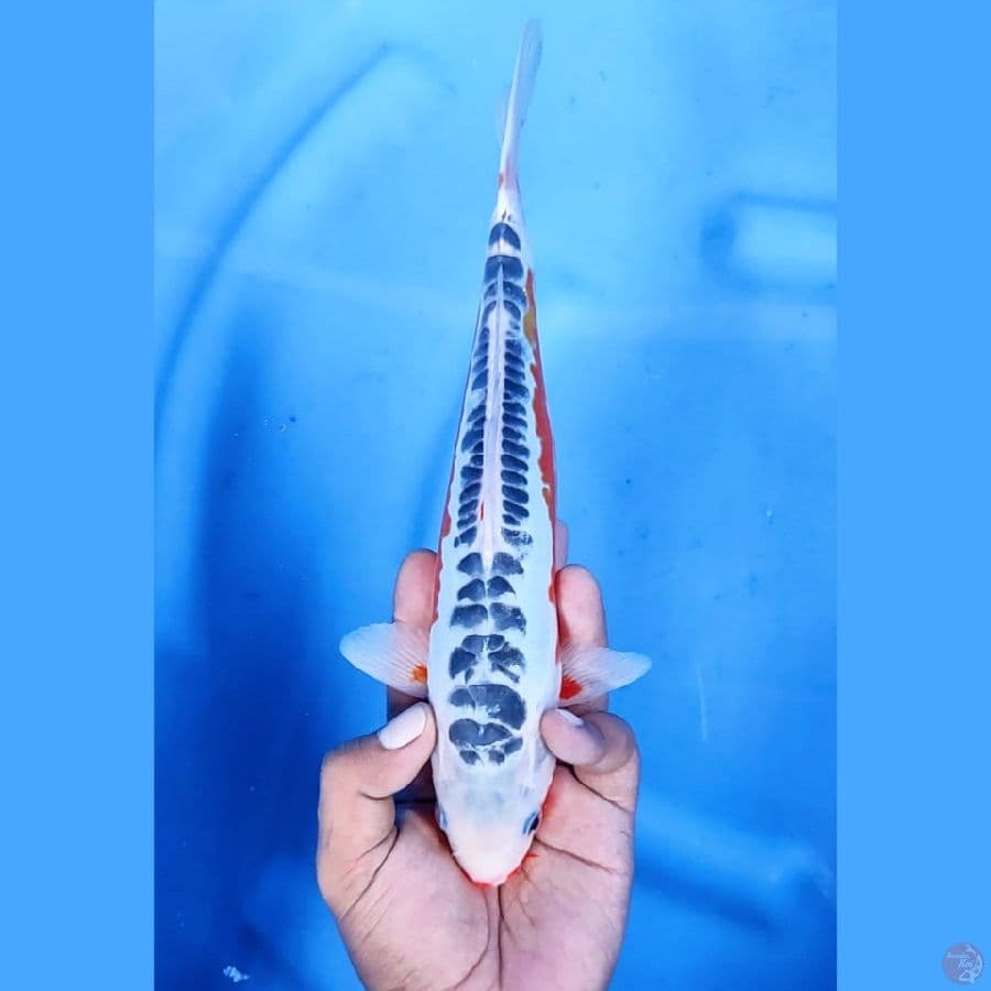 27CM # SHUSUI MANTAP - M