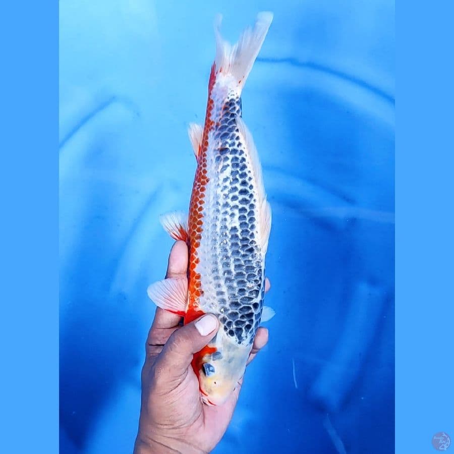 34CM # ASAGI QUALITY - M