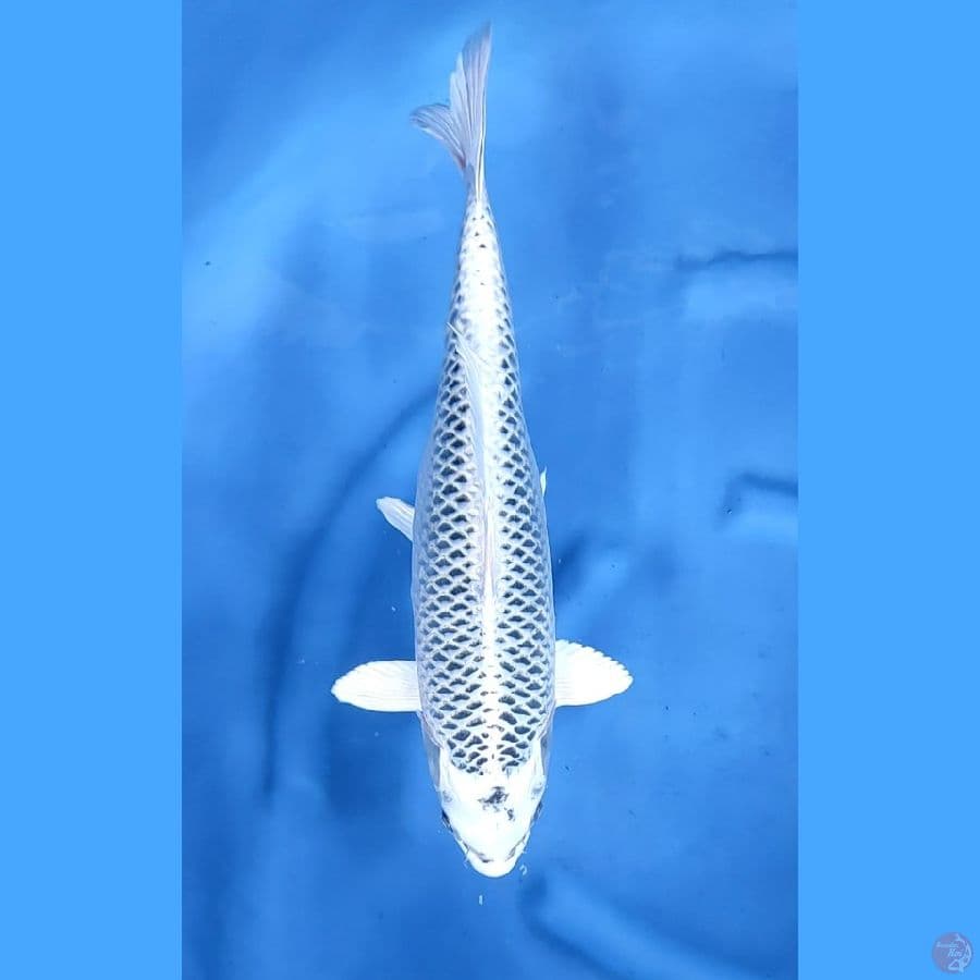 42CM # JUMBO GIN MATSUBA - F