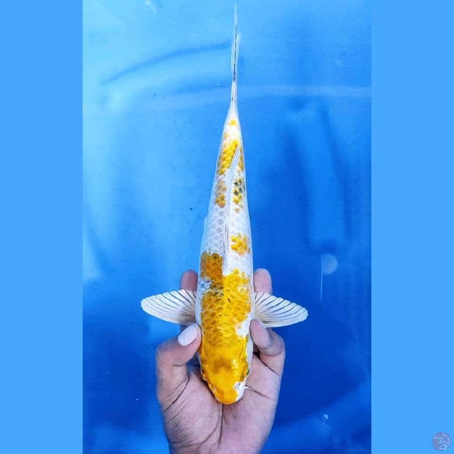 29CM # KIN KI SHOWA - M
