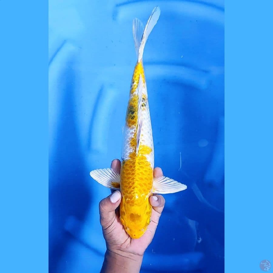 36CM # KIN KI SHOWA - F
