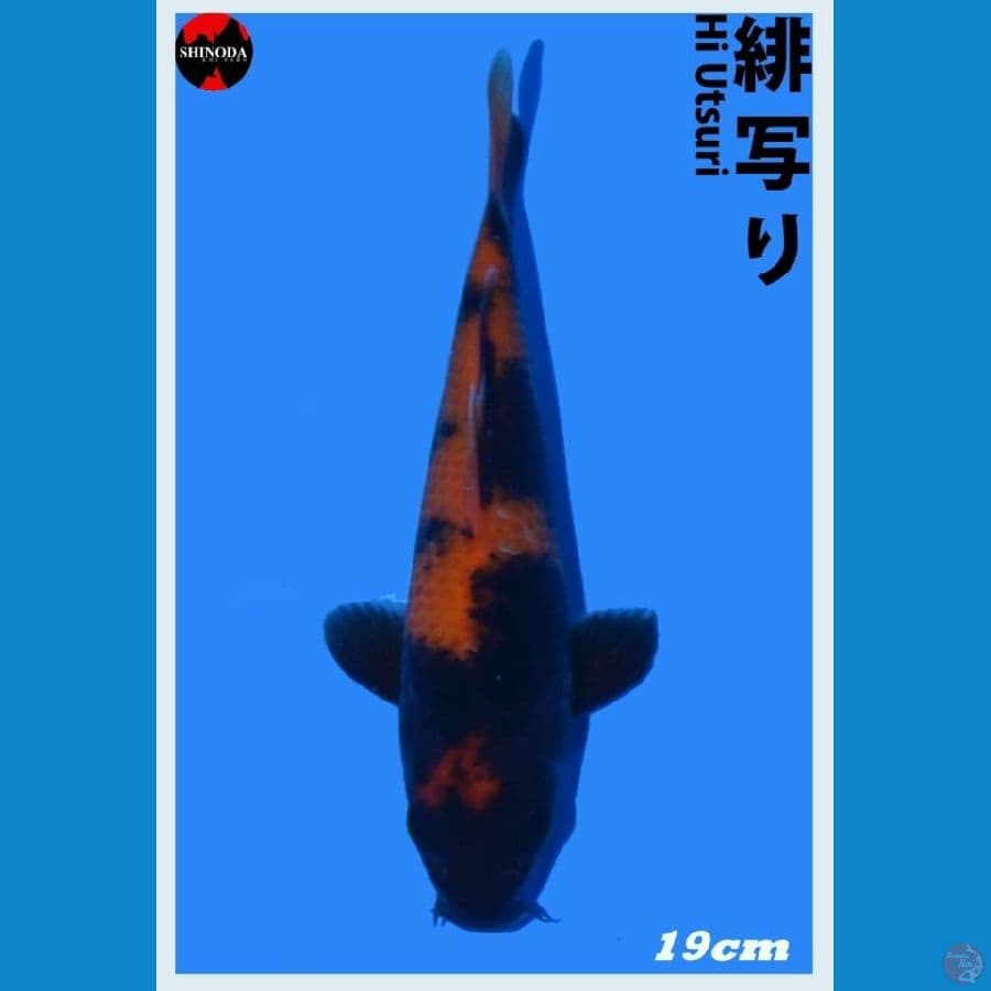 Hi Utsuri 20cm Import Shinoda