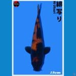 Hi Utsuri 20cm Import Shinoda