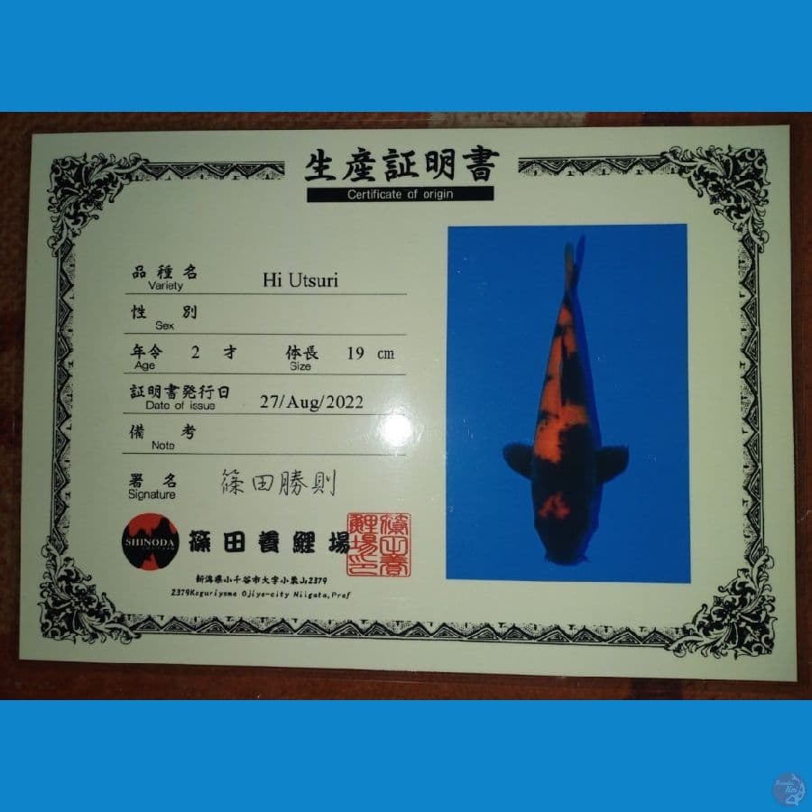 Hi Utsuri 20cm Import Shinoda