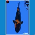 Import Hi Utsuri 23cm Shinoda