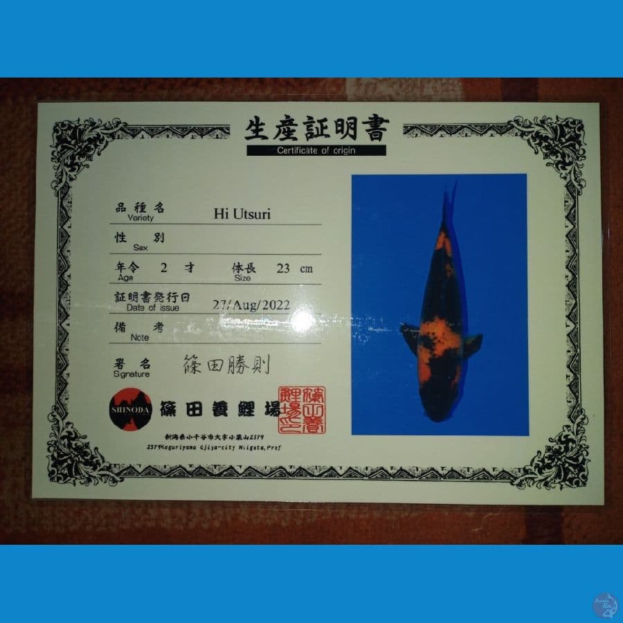 Import Hi Utsuri 23cm Shinoda
