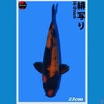 Hi Utsuri 24cm Import Sertifikat Farm Shinoda