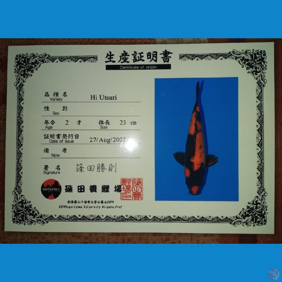 Hi Utsuri 24cm Import Sertifikat Farm Shinoda