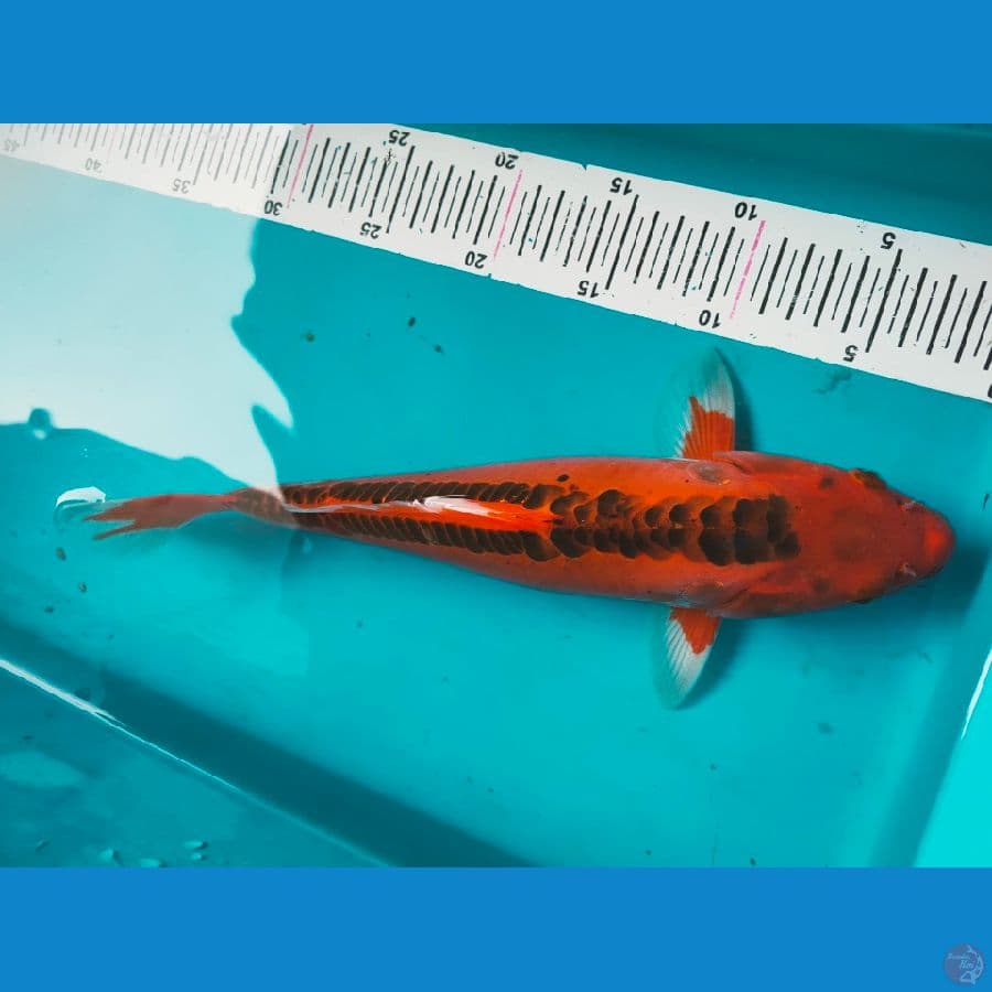 mizuho f1 34cm male