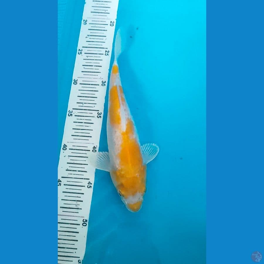yellow kohaku 26cm ori