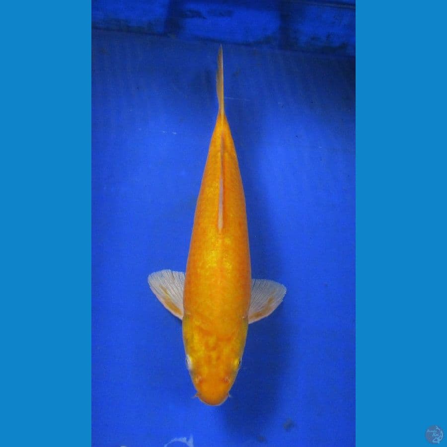 karashi ±35cm mata merah