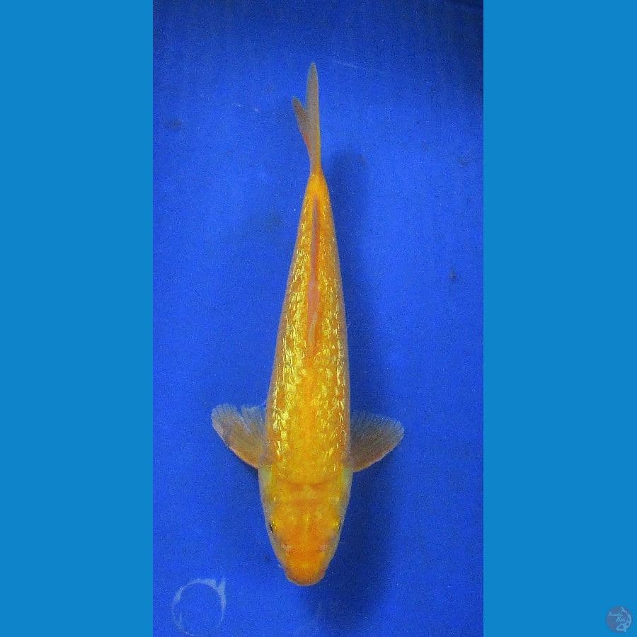 karashi ginrin ±32cm matamerah