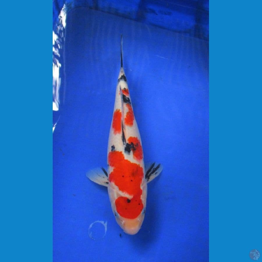 showa sansoku ±35cm