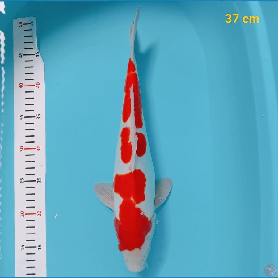 kohaku doit murni 37 cm
