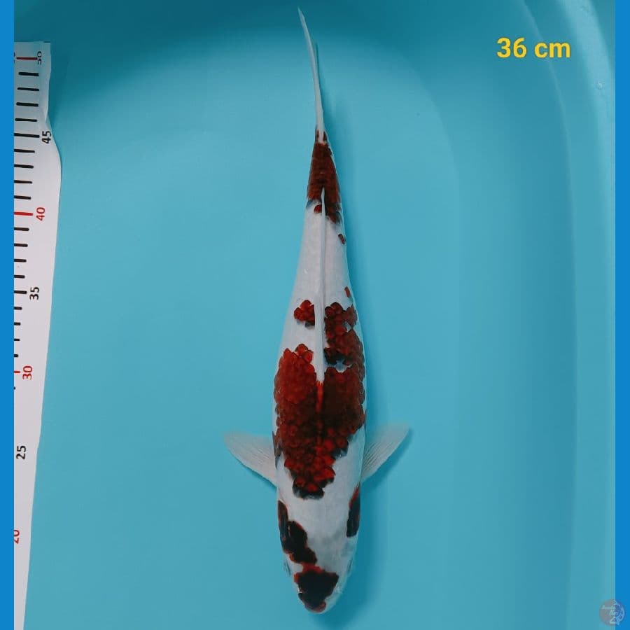 SQ goromo 36 cm