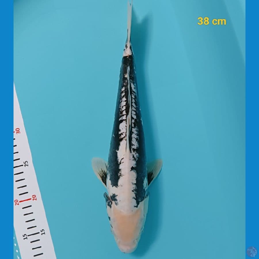 SQ kumon 38 cm