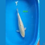 Soragoi Ginrin female 46cm