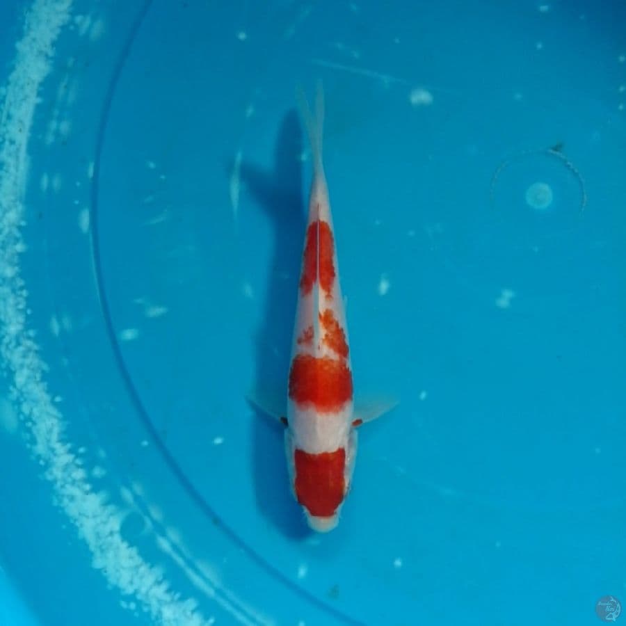 maroten kohaku