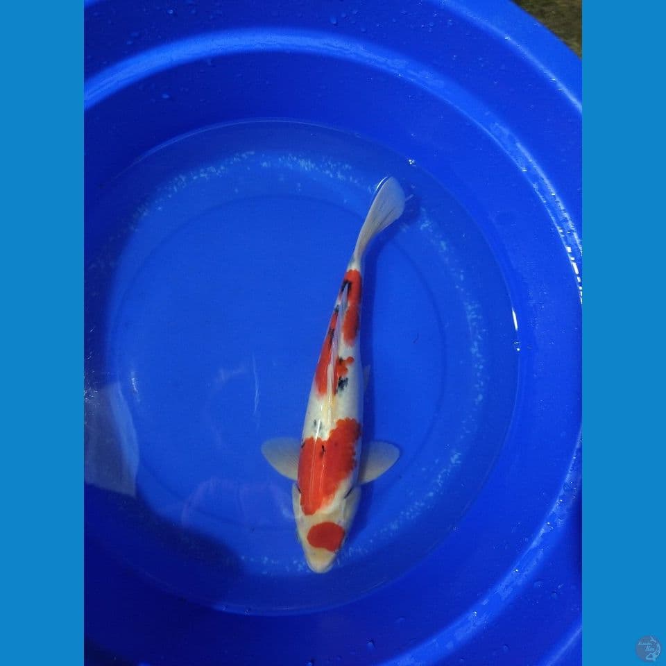 Maruten Sanke 35cm Jantan