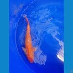 orenji 45 cm..