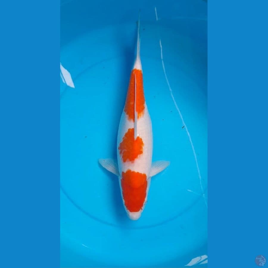 Kohaku