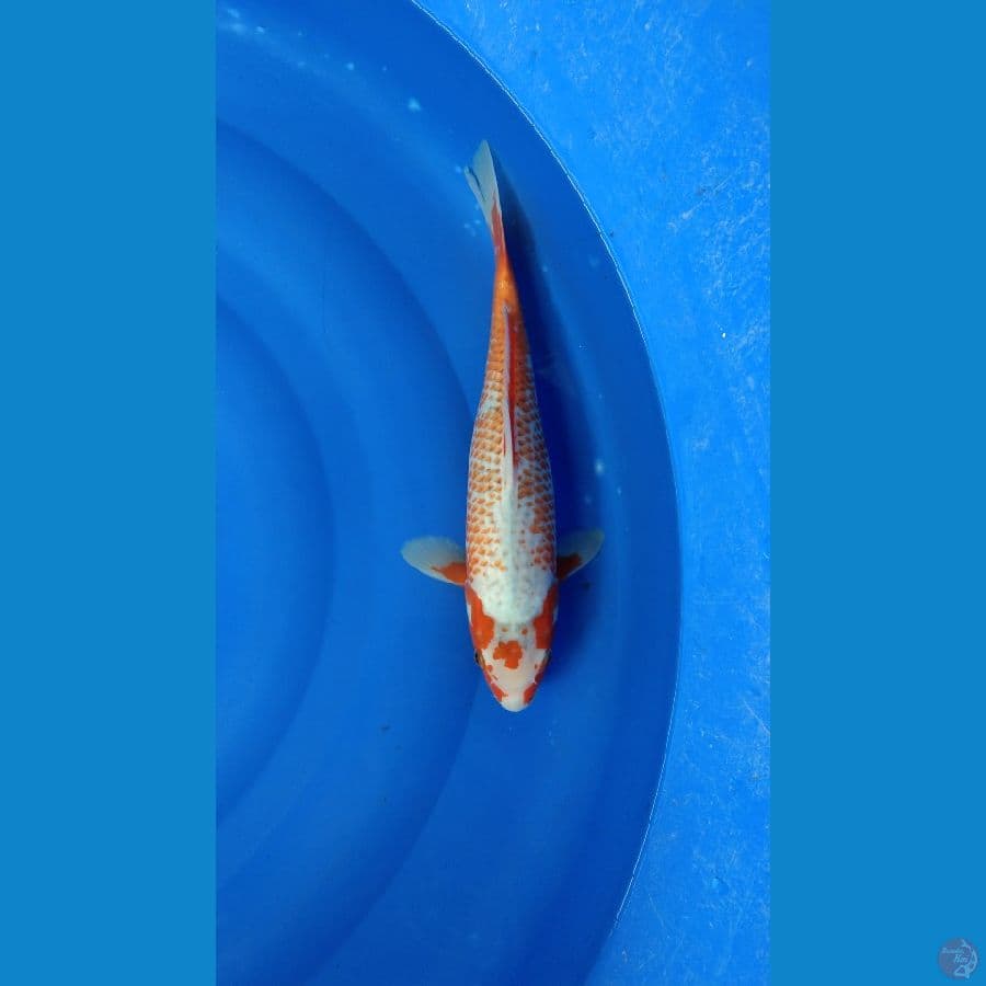Asagi kanoko 36cm Female