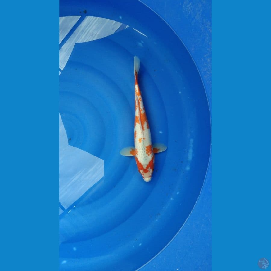 Asagi 37cm Female