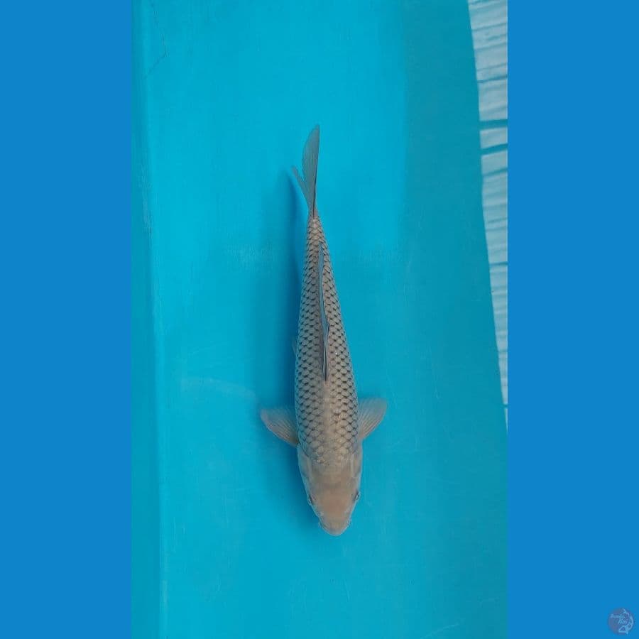 male 37 cm
