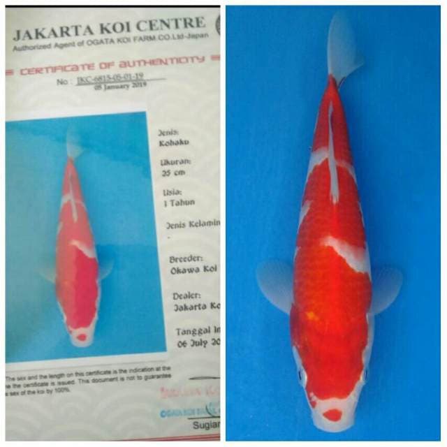 Okawa Kohaku