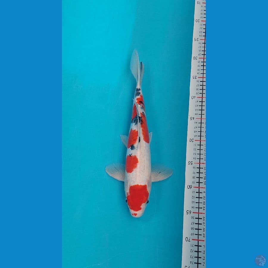 sanke doit 35 cm