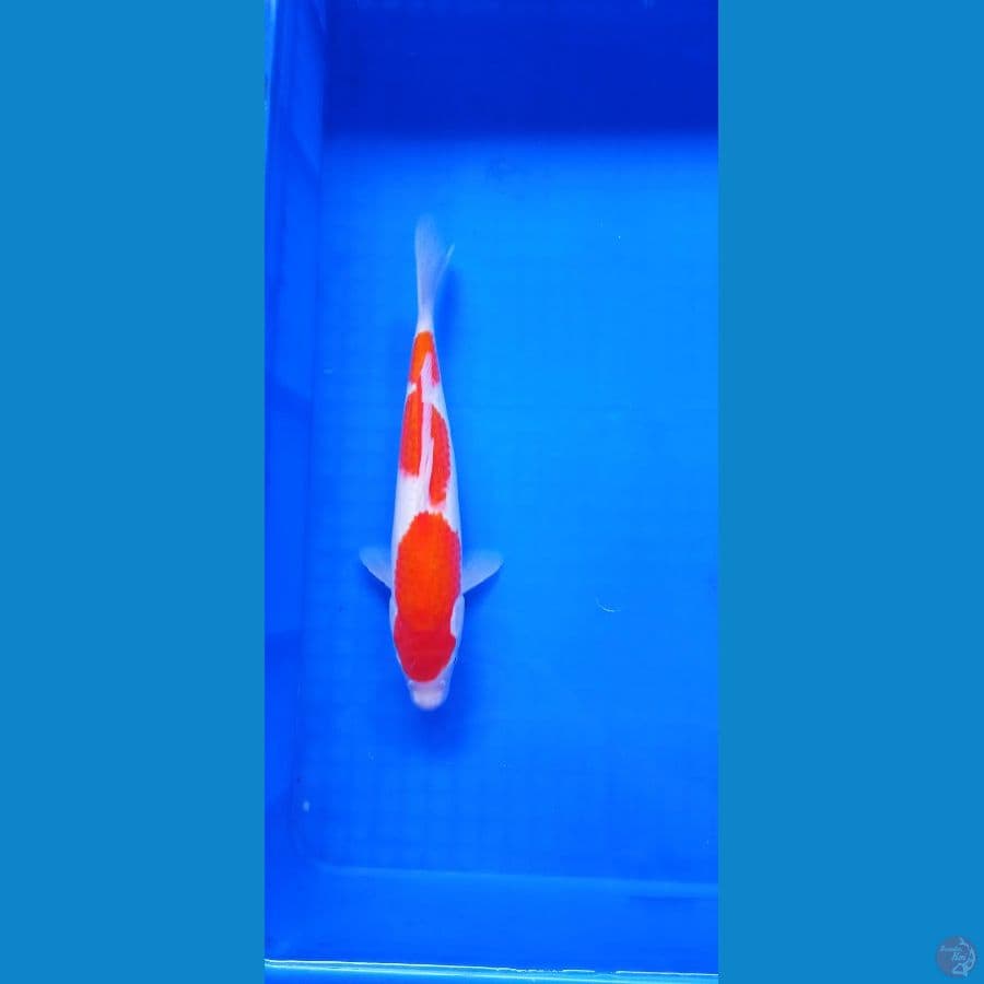 Kohaku 28 cm Female