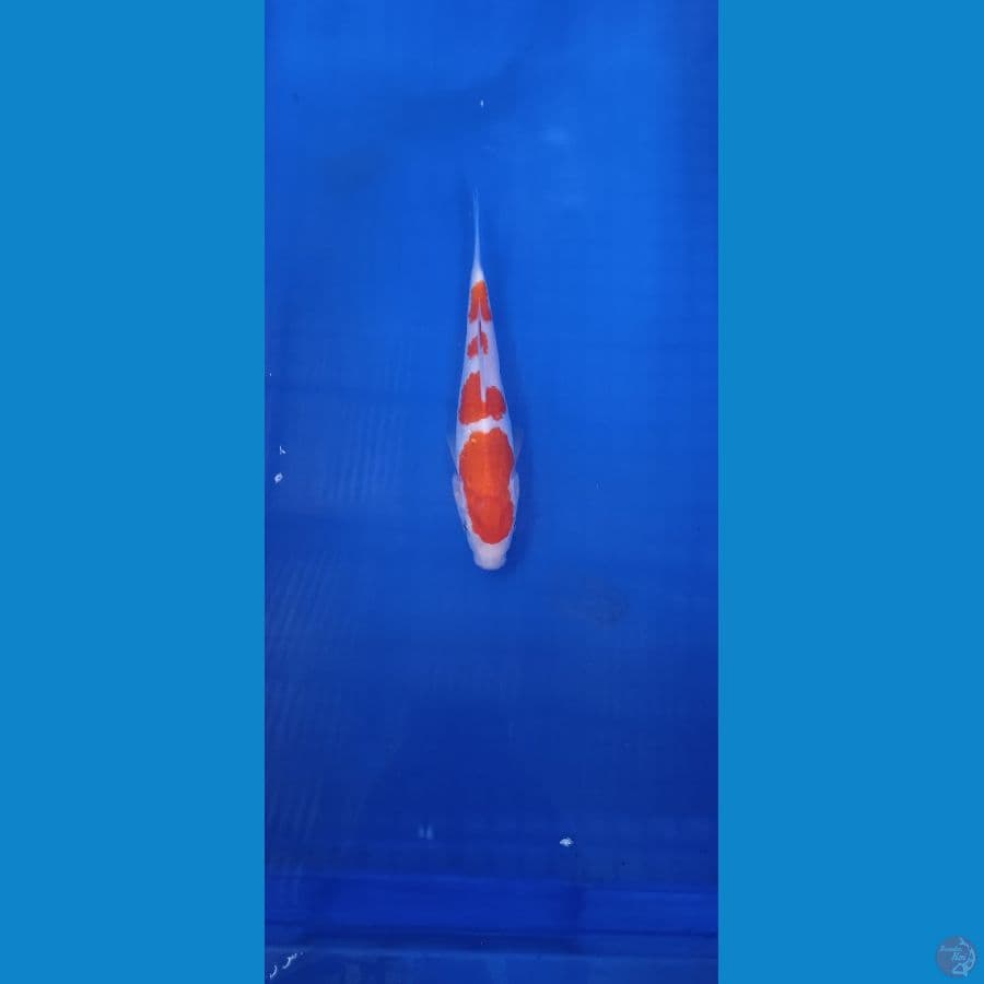 Kohaku 20 cm 