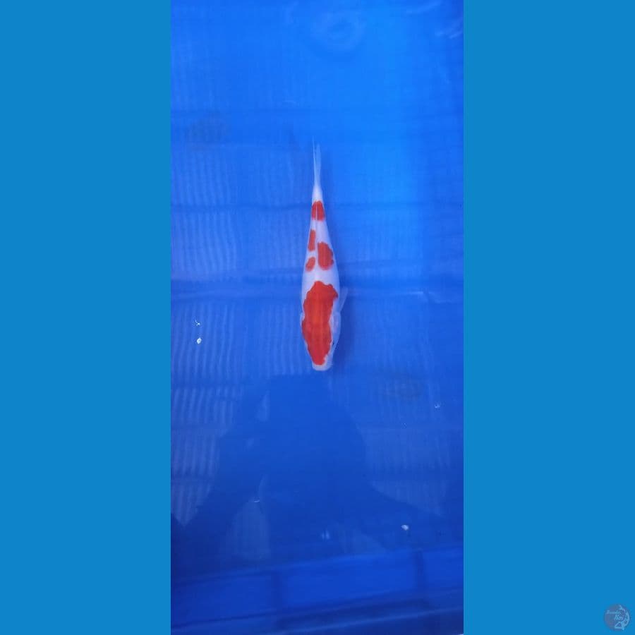 Kohaku 20 cm