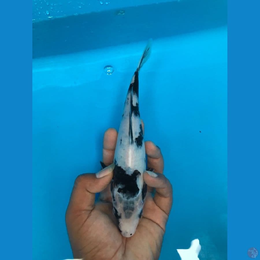 22cm