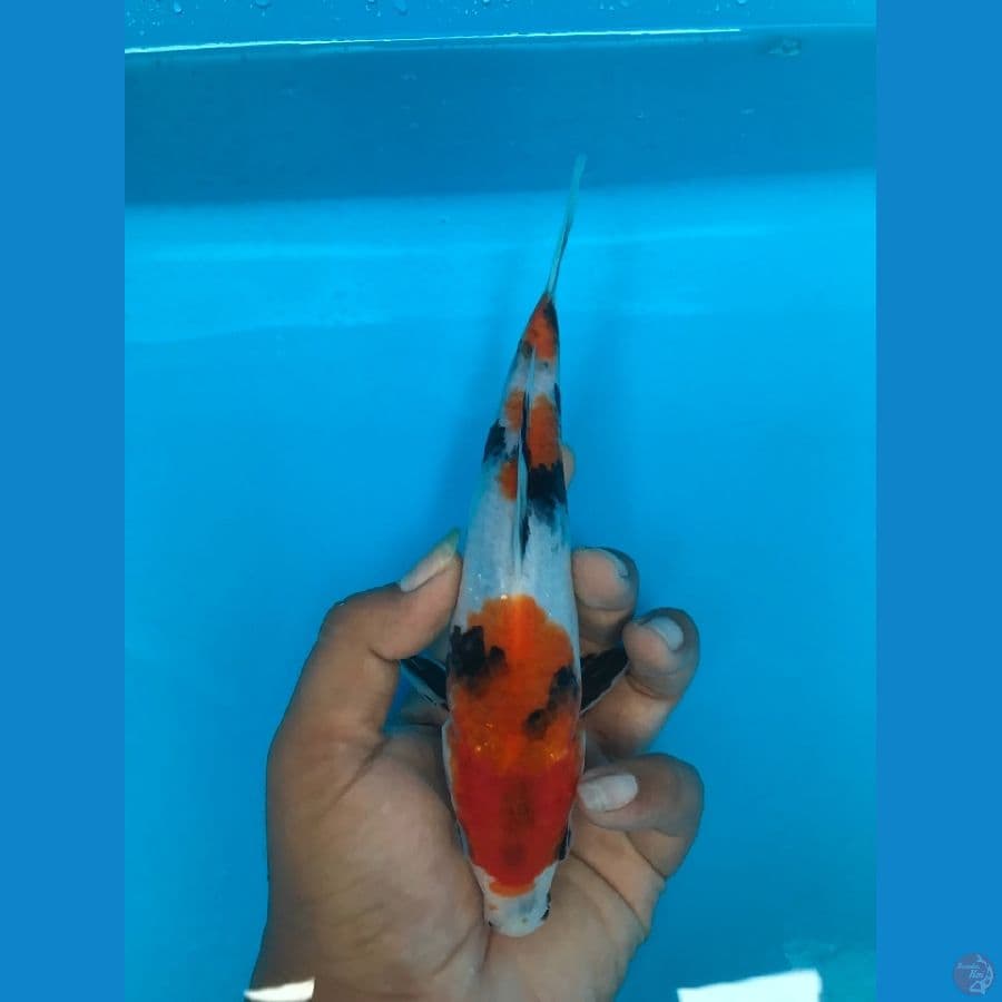 21cm